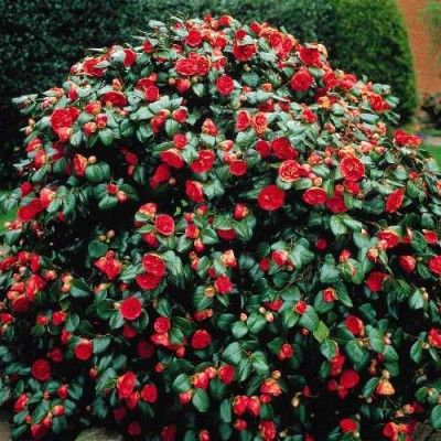 Camellia japonica