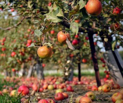 Pomi fructiferi rezistenți la boli și dăunători