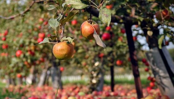 Pomi fructiferi rezistenți la boli și dăunători