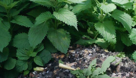 tratamente naturale pentru plante