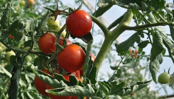 rasucirea frunzelor la tomate