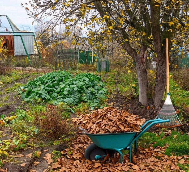 octombrie în grădină