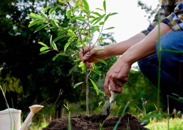 plantarea pomilor toamna