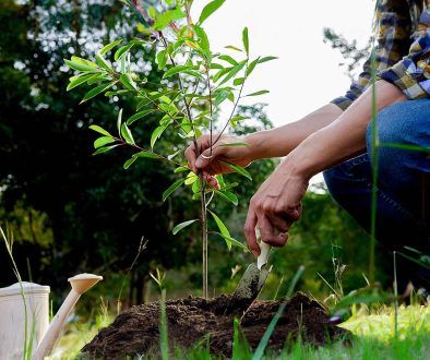 plantarea pomilor toamna