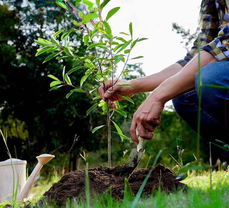 plantarea pomilor toamna