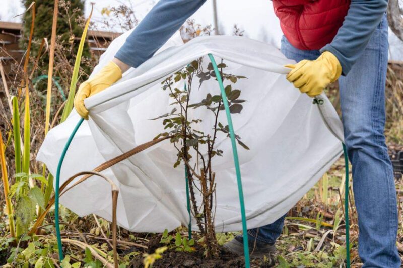 Protejarea plantelor de îngheț - ce metode există