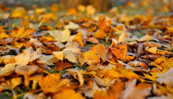 calendarul gradinarului - noiembrie in gradina